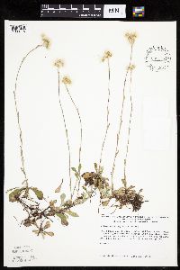Antennaria howellii subsp. canadensis image
