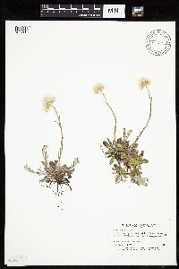 Antennaria howellii subsp. canadensis image