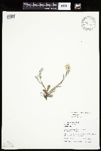 Antennaria howellii image