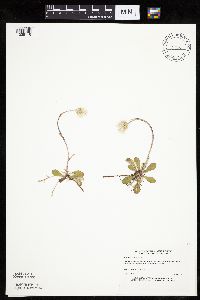 Antennaria howellii subsp. canadensis image