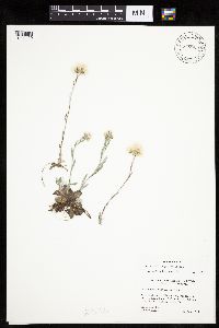 Antennaria howellii image
