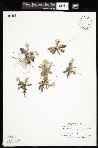 Antennaria neglecta image