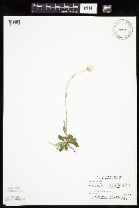 Antennaria howellii subsp. canadensis image