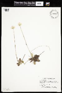 Antennaria howellii subsp. canadensis image