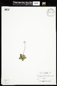 Antennaria howellii subsp. canadensis image