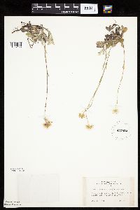 Antennaria howellii subsp. neodioica image