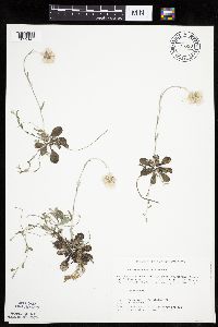 Antennaria neglecta image