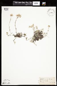 Antennaria neglecta image