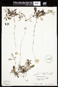 Antennaria neglecta image