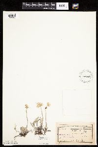 Antennaria neglecta image
