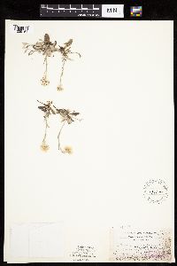 Antennaria neglecta image