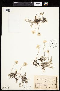 Antennaria neglecta image