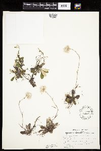 Antennaria howellii subsp. canadensis image