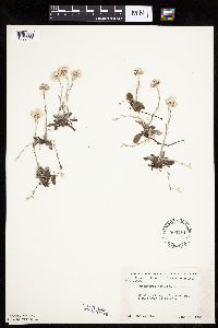 Antennaria neglecta image