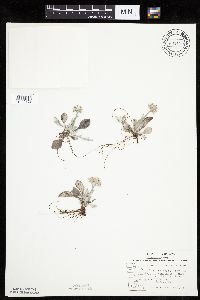 Antennaria plantaginifolia image