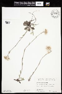 Antennaria howellii subsp. petaloidea image