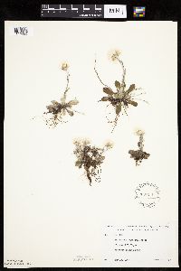 Antennaria howellii subsp. petaloidea image