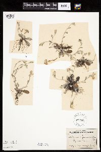 Antennaria neglecta image