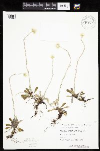 Antennaria howellii subsp. petaloidea image