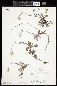 Antennaria plantaginifolia image