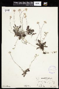 Antennaria neglecta image