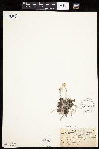 Antennaria neglecta image