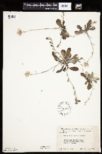 Antennaria neglecta image