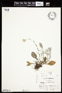 Antennaria plantaginifolia image