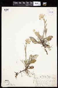 Antennaria parlinii image