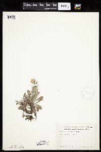 Antennaria howellii subsp. neodioica image