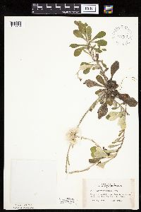 Antennaria parlinii image