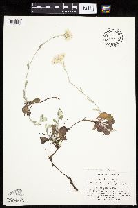 Antennaria parlinii subsp. fallax image