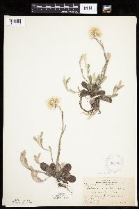 Antennaria parlinii image