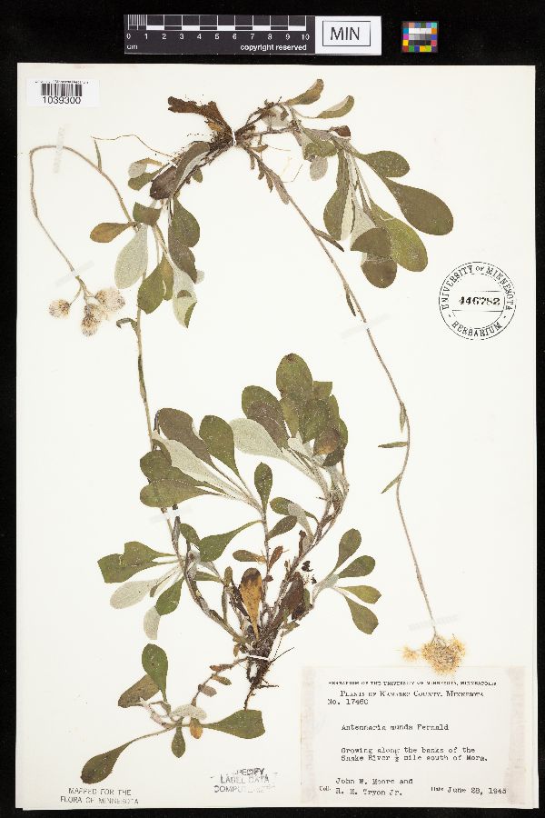 Antennaria parlinii subsp. parlinii image