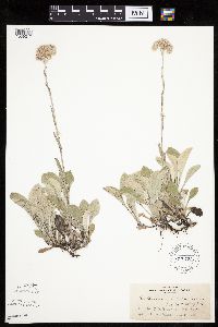 Antennaria plantaginifolia image