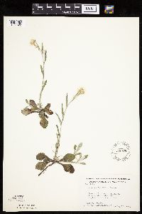 Antennaria plantaginifolia image