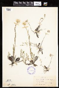 Antennaria parlinii subsp. fallax image
