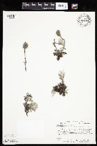 Image of Antennaria parvifolia