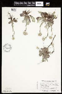 Antennaria plantaginifolia image