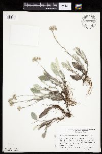 Antennaria plantaginifolia image
