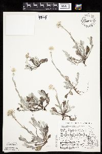 Antennaria plantaginifolia image