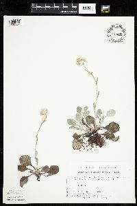 Antennaria plantaginifolia image