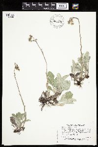Antennaria plantaginifolia image
