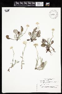 Antennaria plantaginifolia image