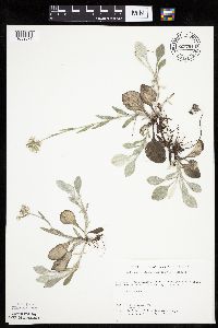 Antennaria plantaginifolia image