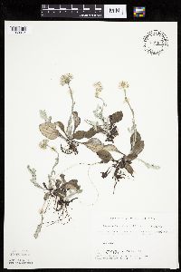 Antennaria plantaginifolia image