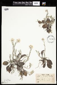Antennaria plantaginifolia image