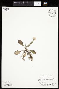 Antennaria parlinii subsp. fallax image