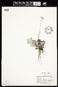 Antennaria plantaginifolia image