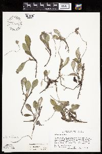 Antennaria plantaginifolia image